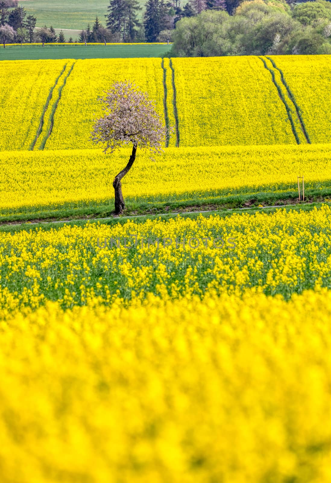 spring scenery, summer rural landscape with rape field and white flowering cherry tree. Rural landscape. Spring landscape. Yellow rape field in countryside. Beautiful Czech highland countryside