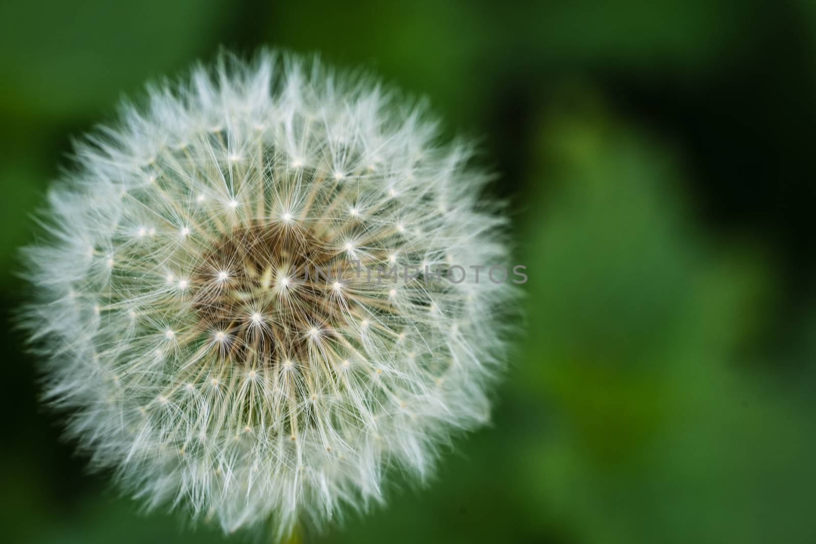 A dandelion clock macro image