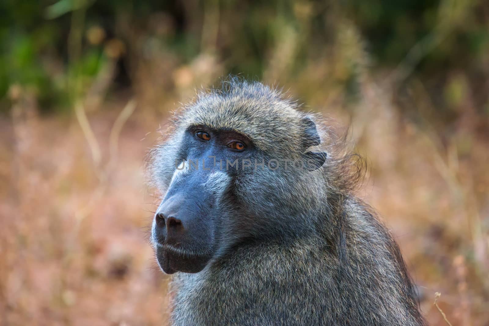 Portrait of a Chacma baboon monkey in the Chobe National Park, Botswana by nickfox