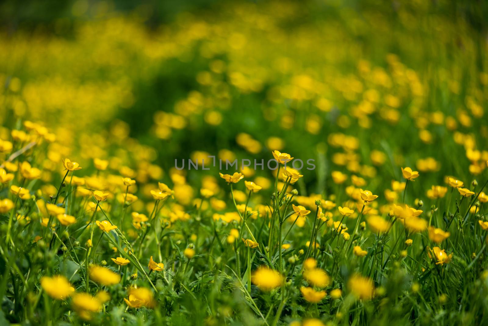 Yellow buttercup flowers in a field