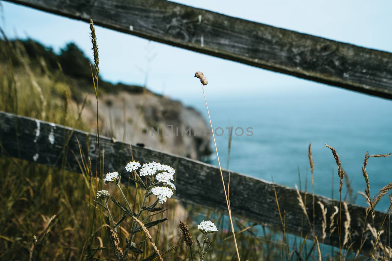 A British coastline during spring on a cliff top edge looking at the sea