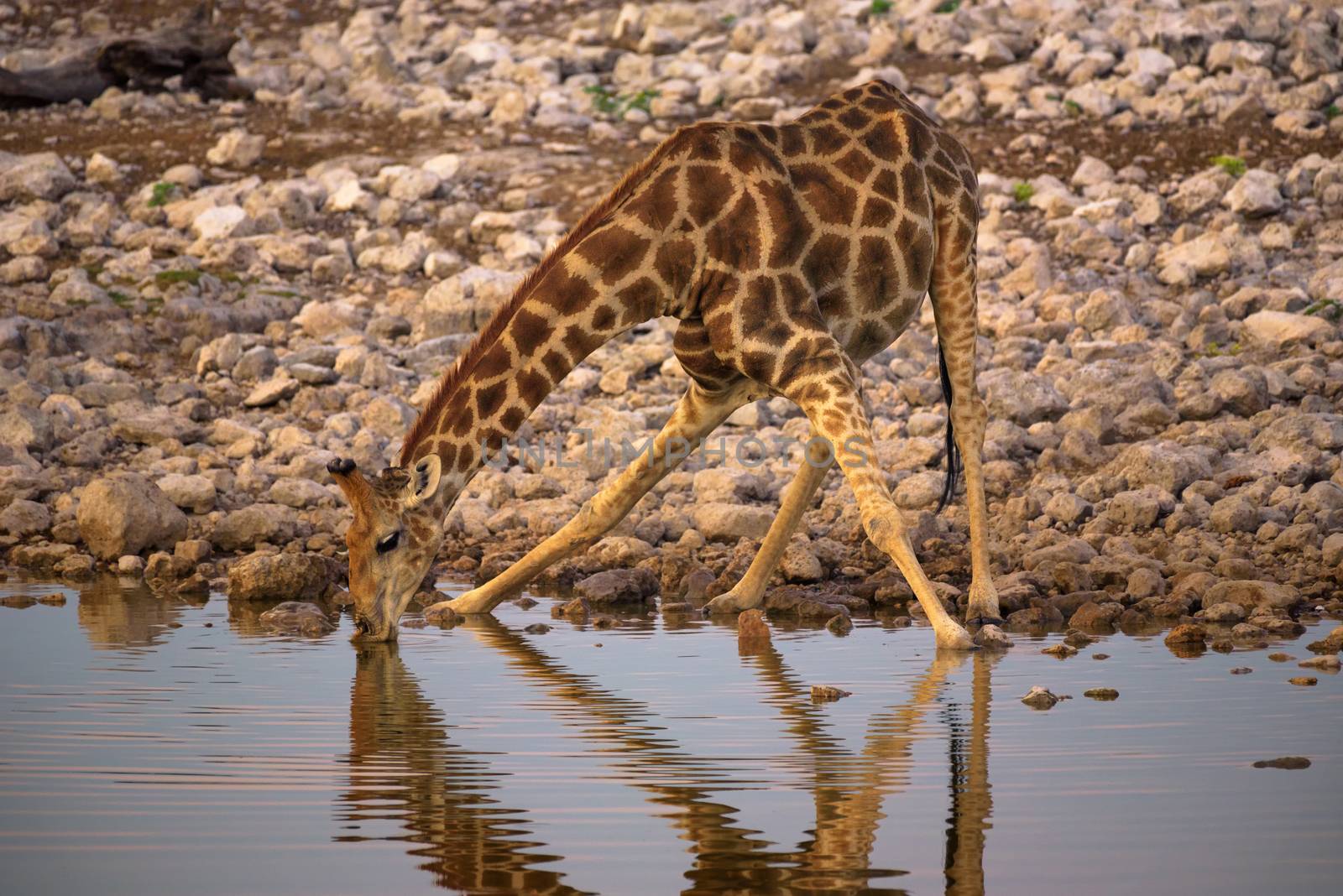 Giraffe drinks water at sunrise from a waterhole in Etosha National Park, Namibia