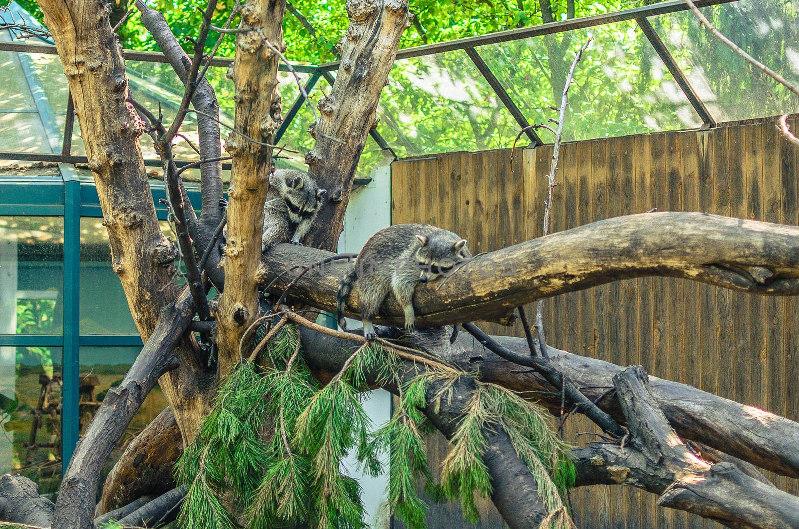 raccoon family sleeping on a tree trunk at the zoo by chernobrovin