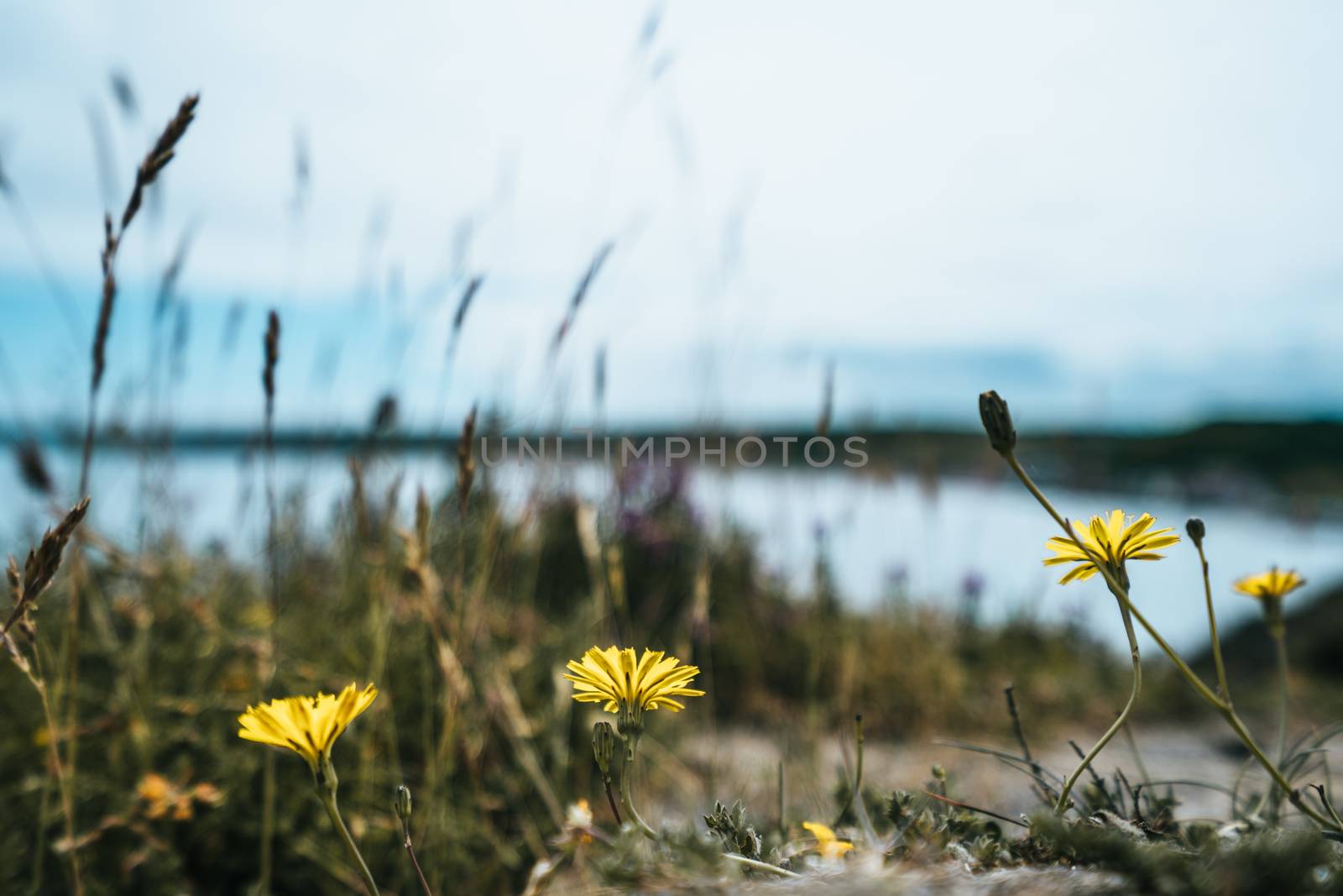 A British coastline during spring on a cliff top edge looking at the sea