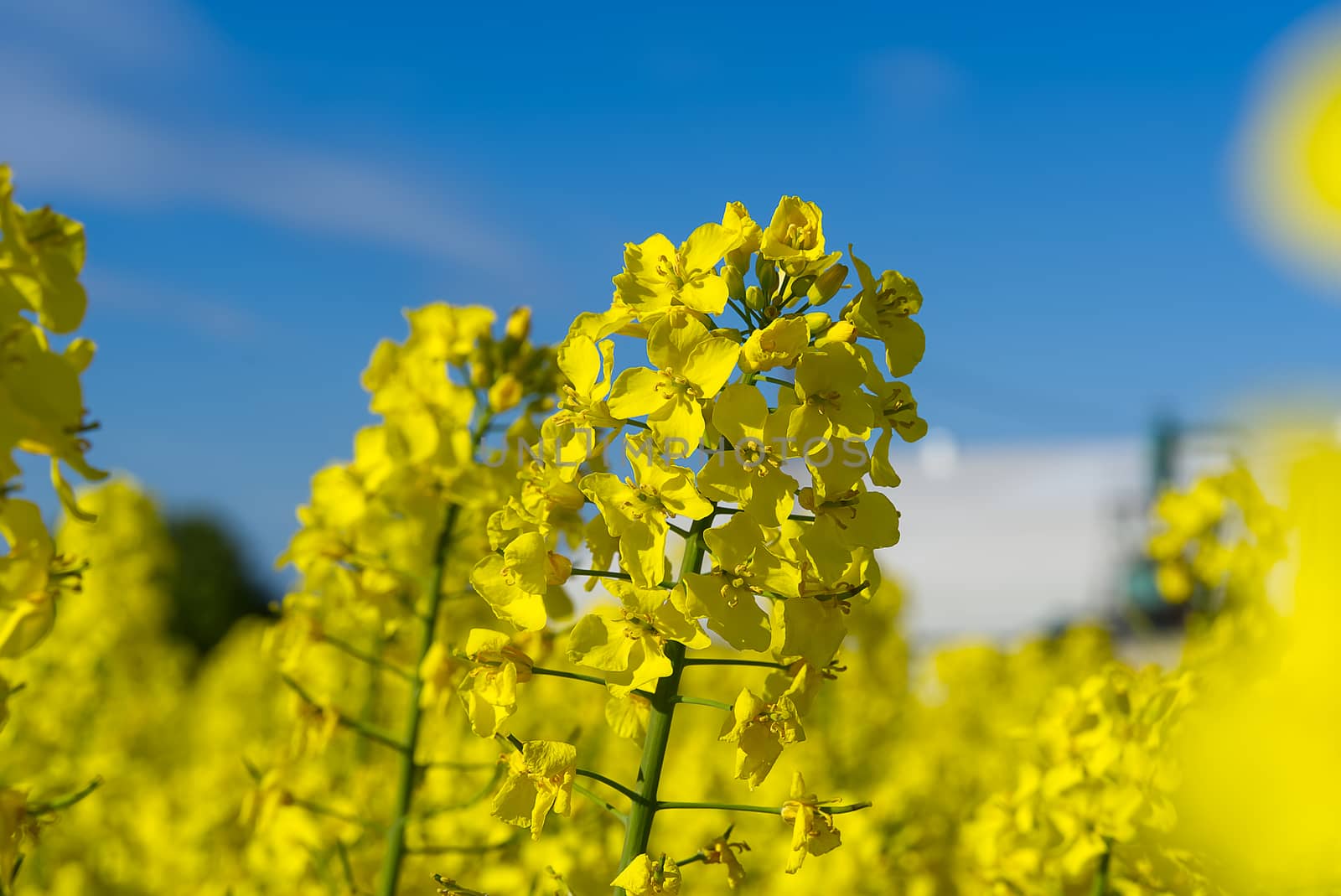 Close- up of rapeseed flowers, Brassica napus. bottom view. soft focus