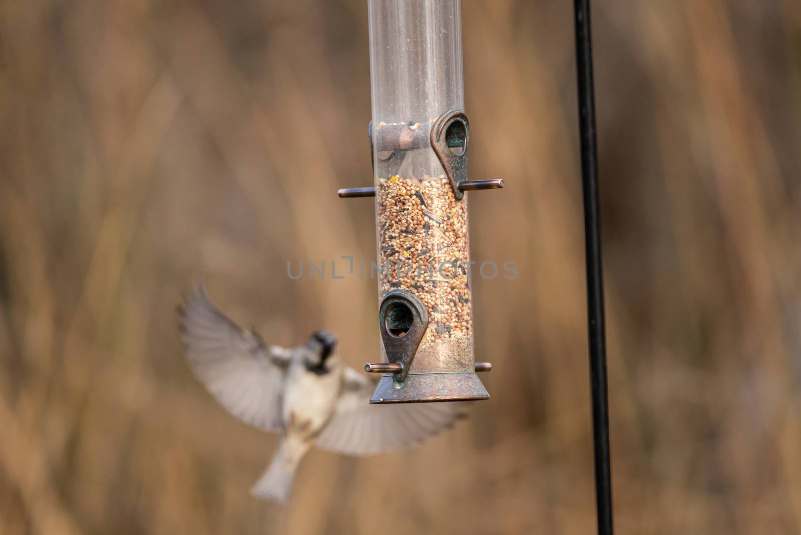 Male house sparrow flying to a garden bird feeder with mixed seed by Pendleton