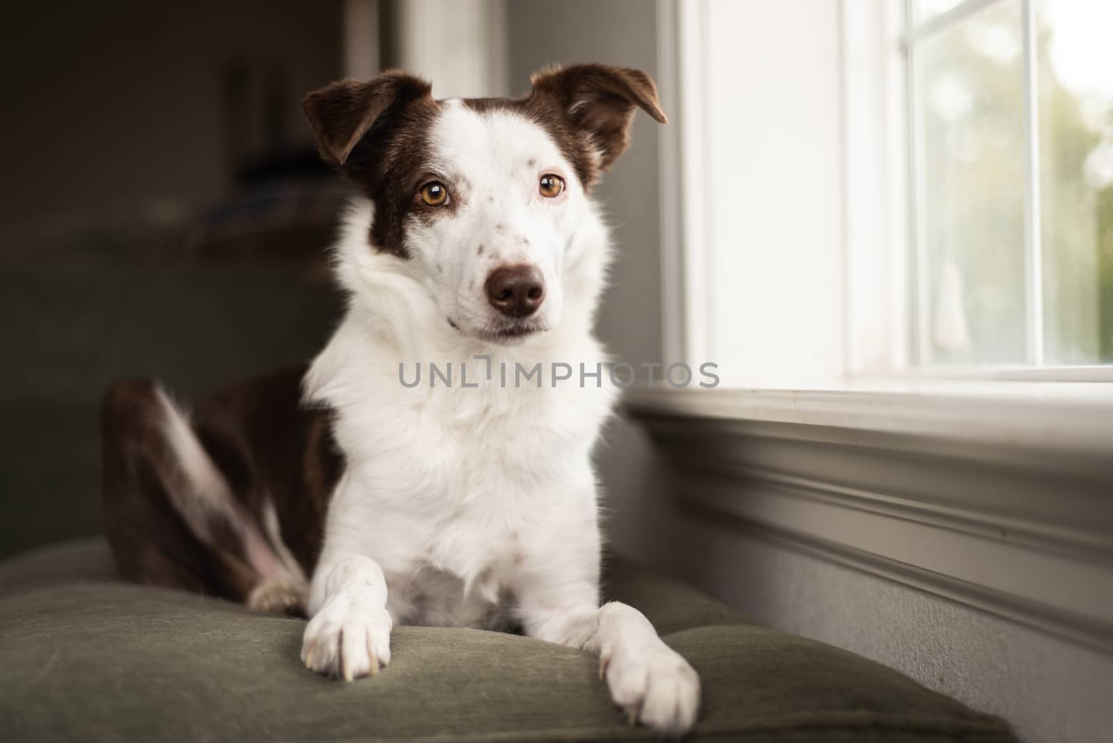 Portrait of border collie dog sitting on couch by the window by Pendleton