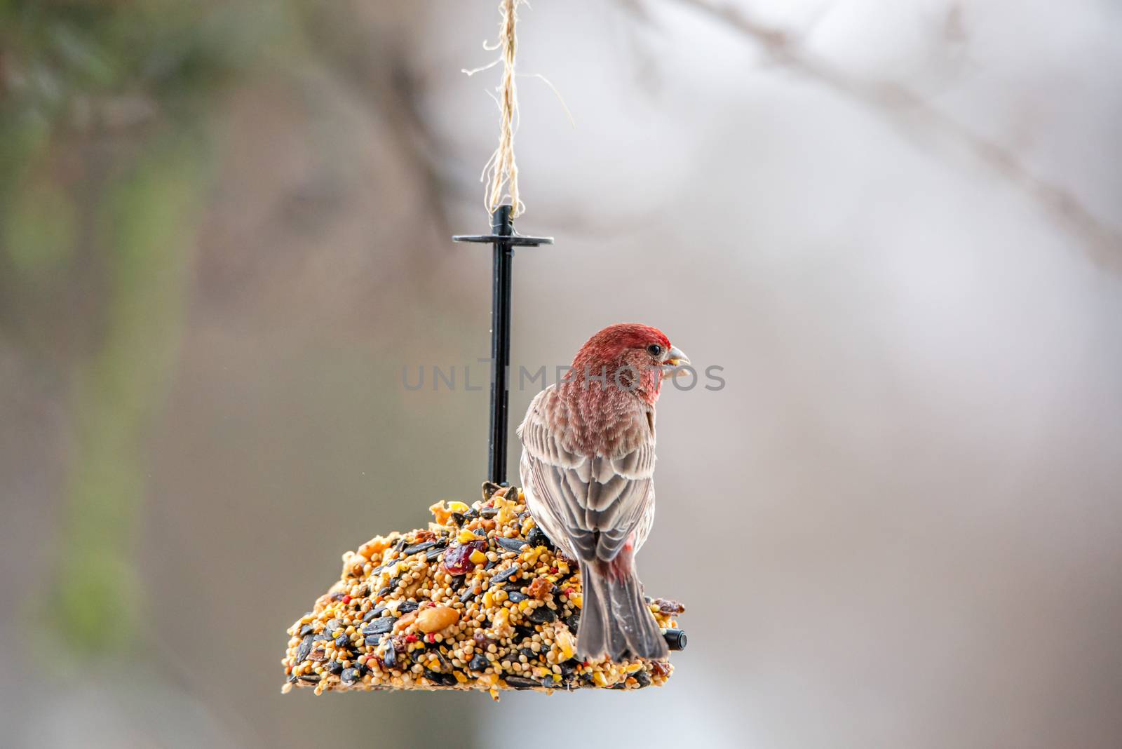 Closeup of a colorful red male house finch perched on a bell shaped birdseed feeder