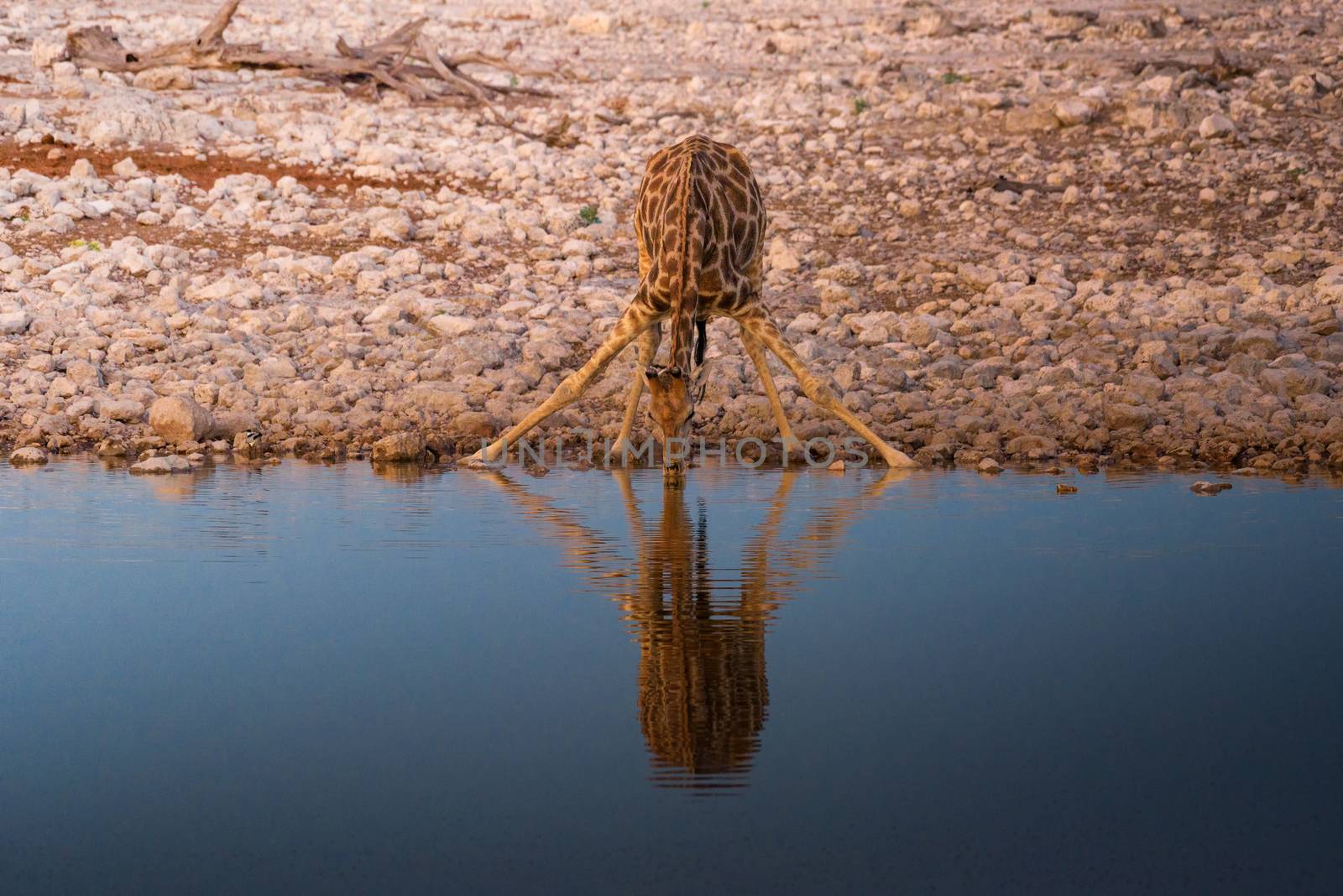 Giraffe drinks water at sunrise in Etosha National Park, Namibia by nickfox