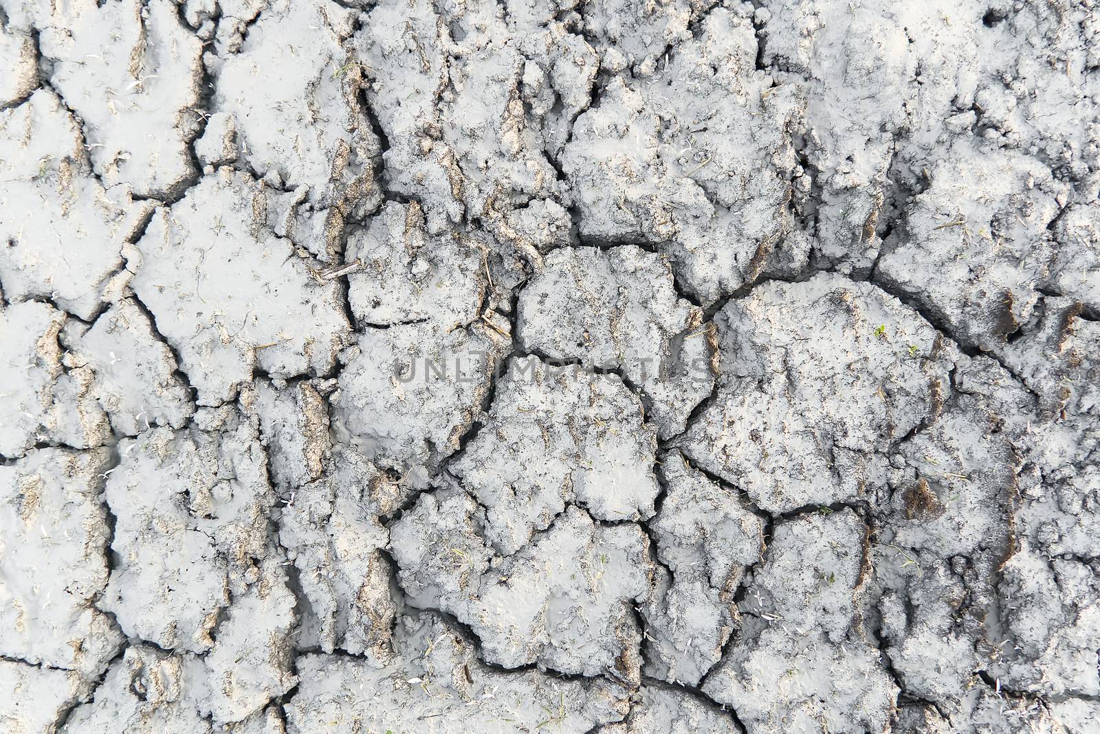 dry cracked earth texture. Dry cracked earth background, cracked earth texture. by PhotoTime