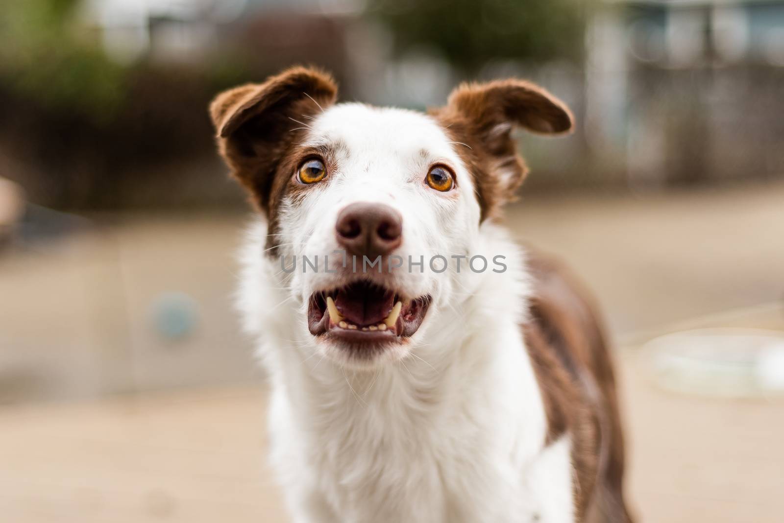 Outdoor pet photography head shot of border collie dog, focus on eyes