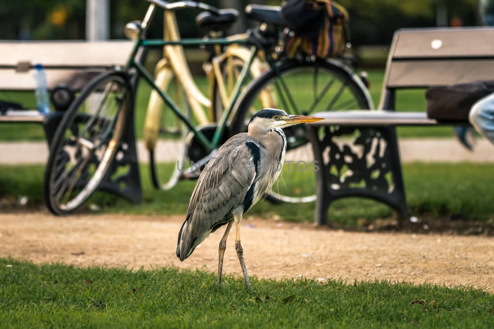 Grey heron bird, Vondelpark city park in Amsterdam, the Netherlands by Pendleton