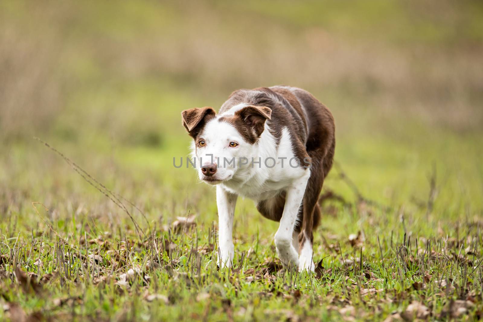 Purebred herding border collie sheepdog in stalking mode posture by Pendleton