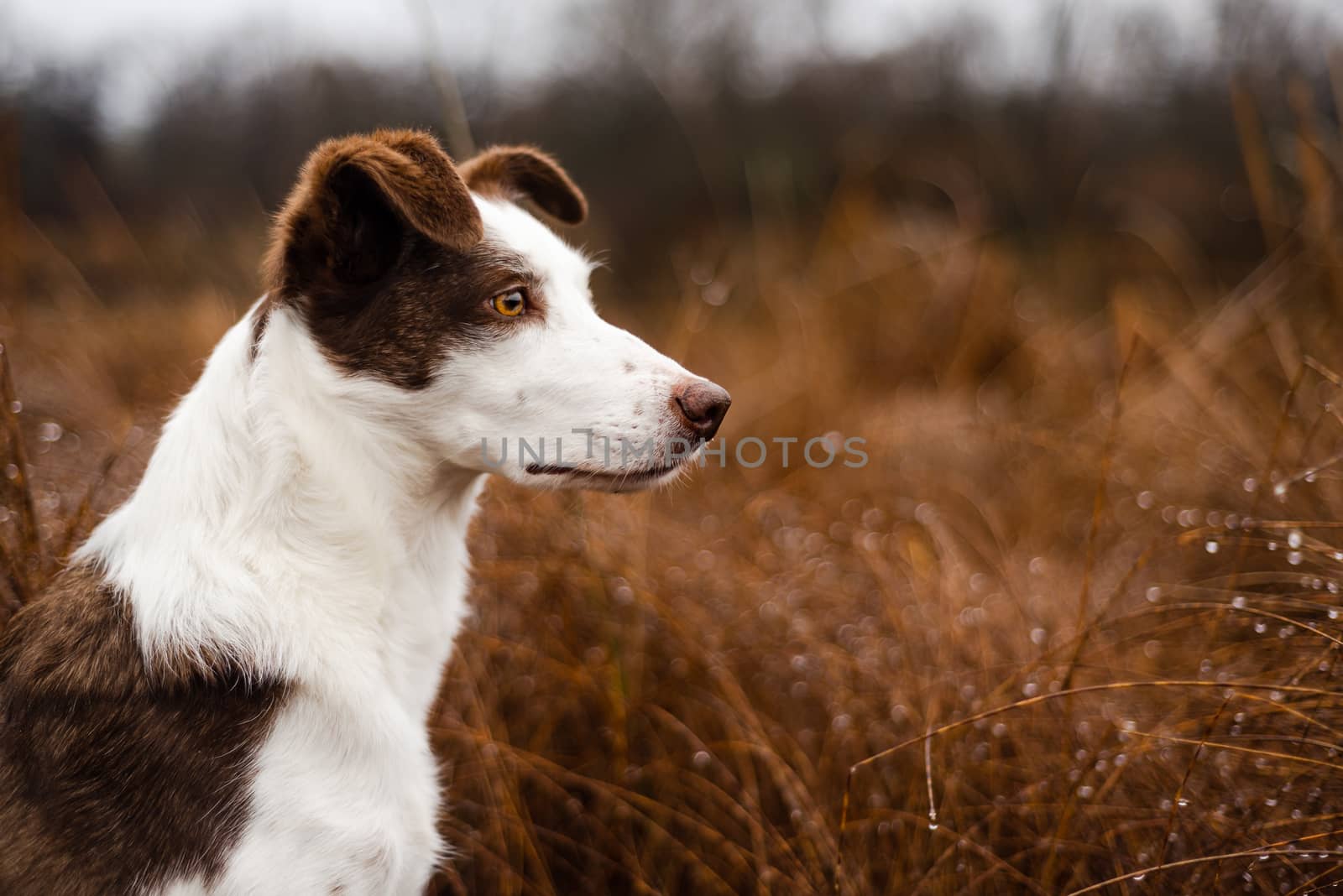 Outdoor portrait of purebred border collie sheepdog with intense gaze by Pendleton