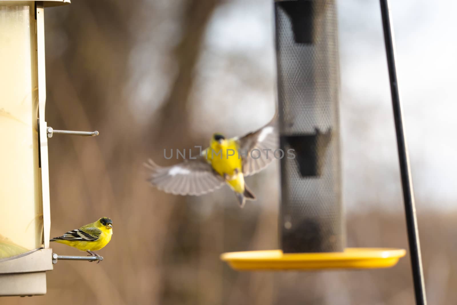 Two colorful American lesser goldfinch birds at a thistle bird feeder