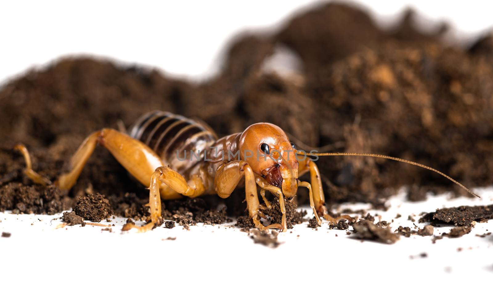 Extreme close up of a Jerusalem cricket or potato bug nocturnal insect by Pendleton