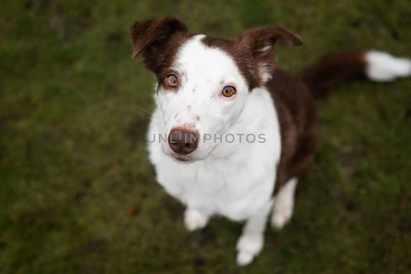 Cute pet border collie dog soft outdoor portrait with focus on eyes by Pendleton
