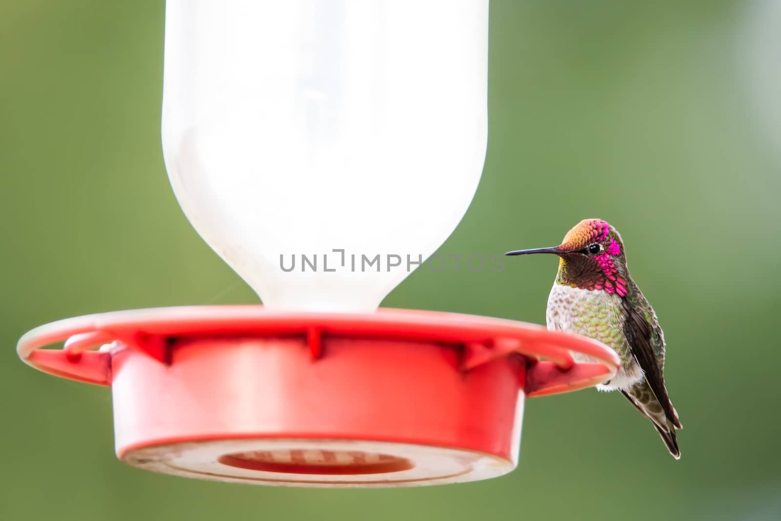 Adult male north American Anna's hummingbird at a hummingbird feeder