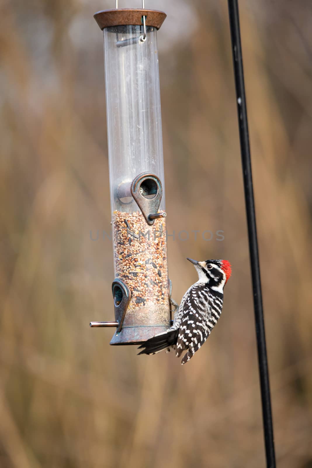 Adult male Nuttall's woodpecker at bird feeder in California garden by Pendleton