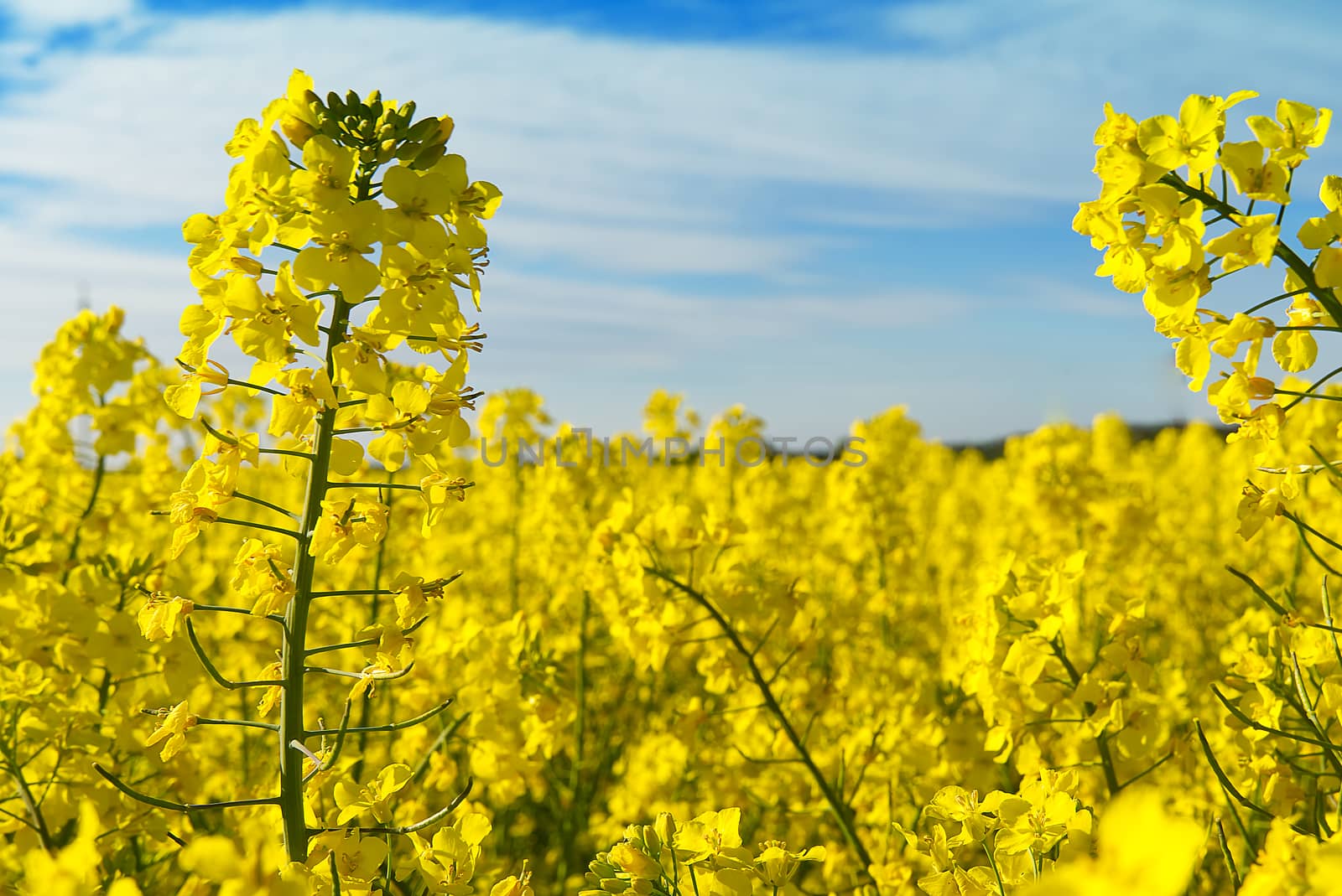 Close- up of rapeseed flowers, Brassica napus. bottom view. soft focus