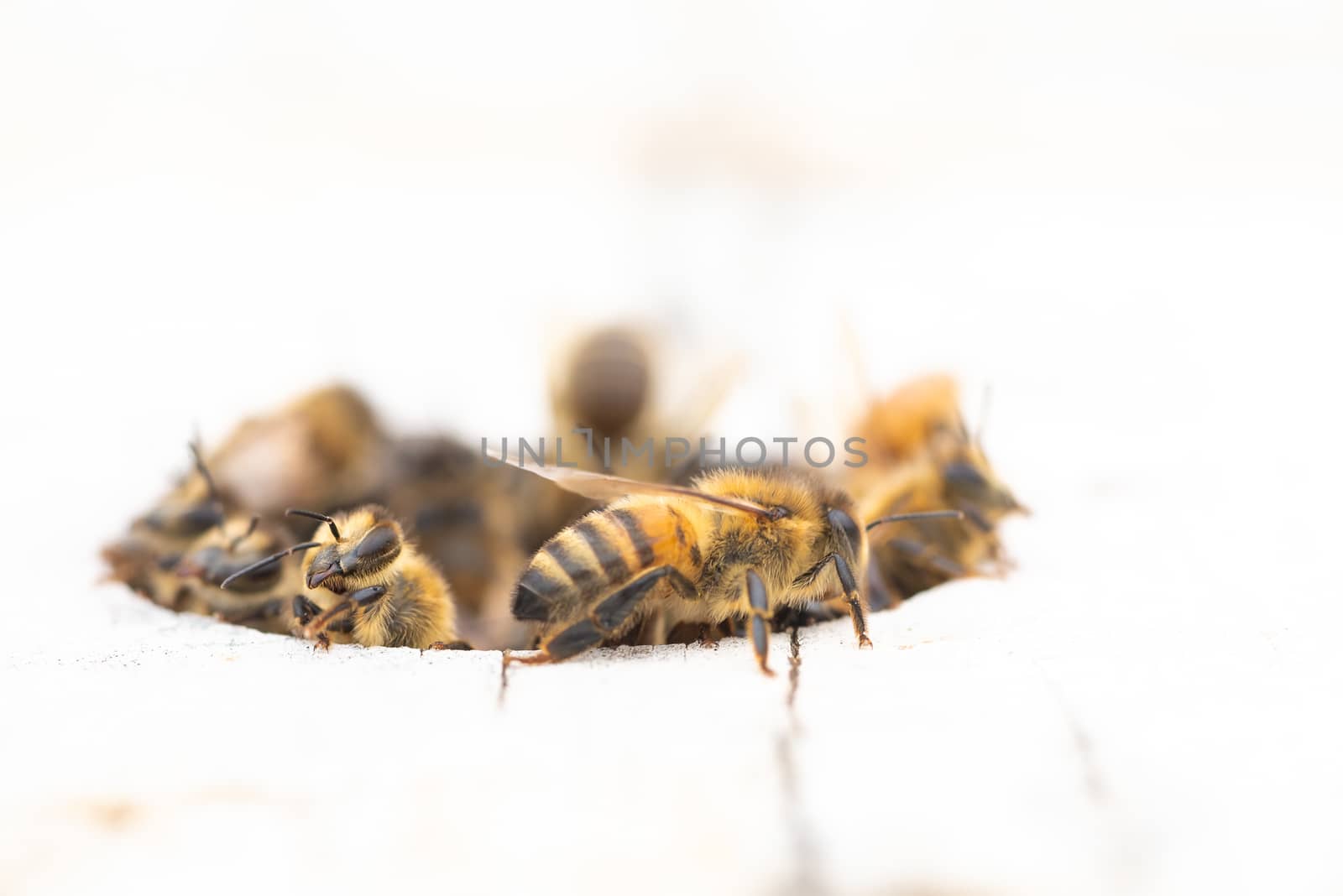 Close-up of european honey bees at beehive entrance, isolated on white, copy space