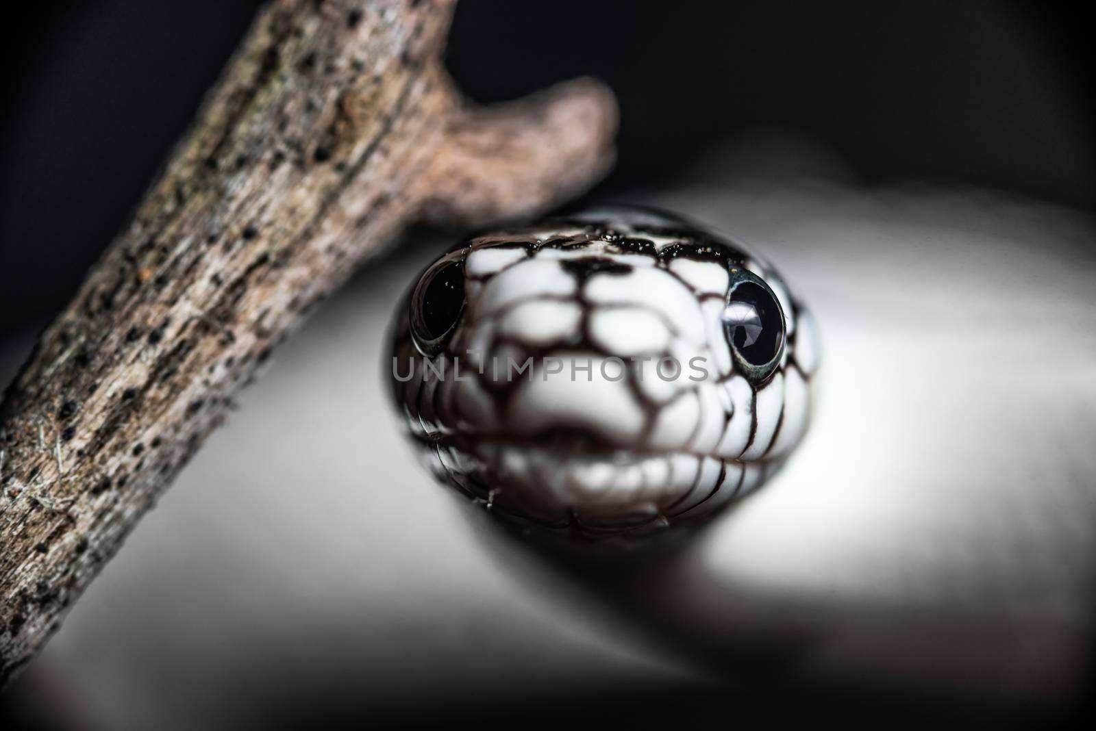 Extreme closeup portrait of a High White California Kingsnake head