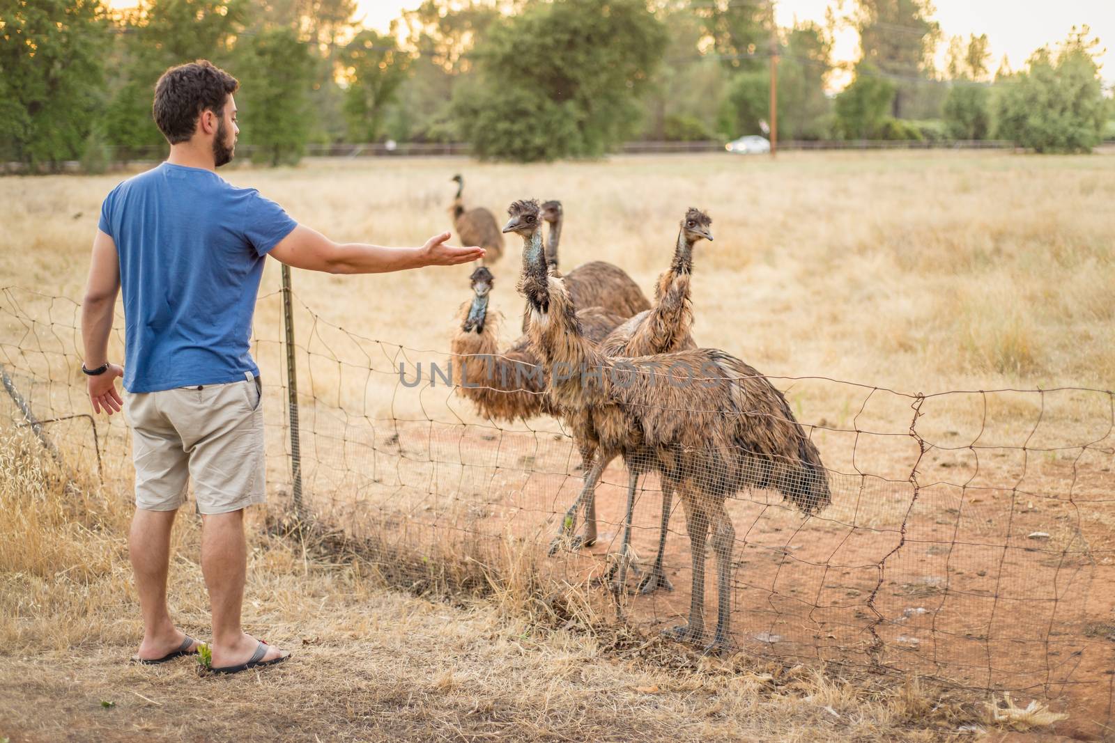 Young man feeding curious emus in the fenced paddock of a bird farm by Pendleton