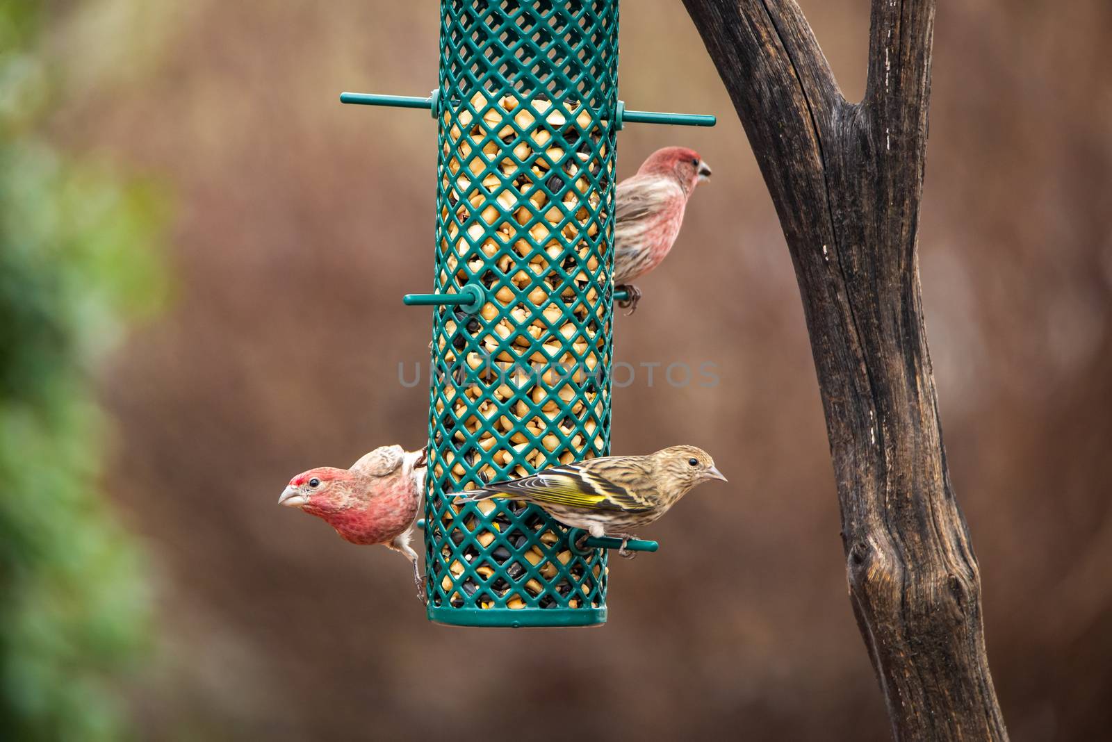 Two male house finches and one female Pine Siskin eating seed from a bird feeder
