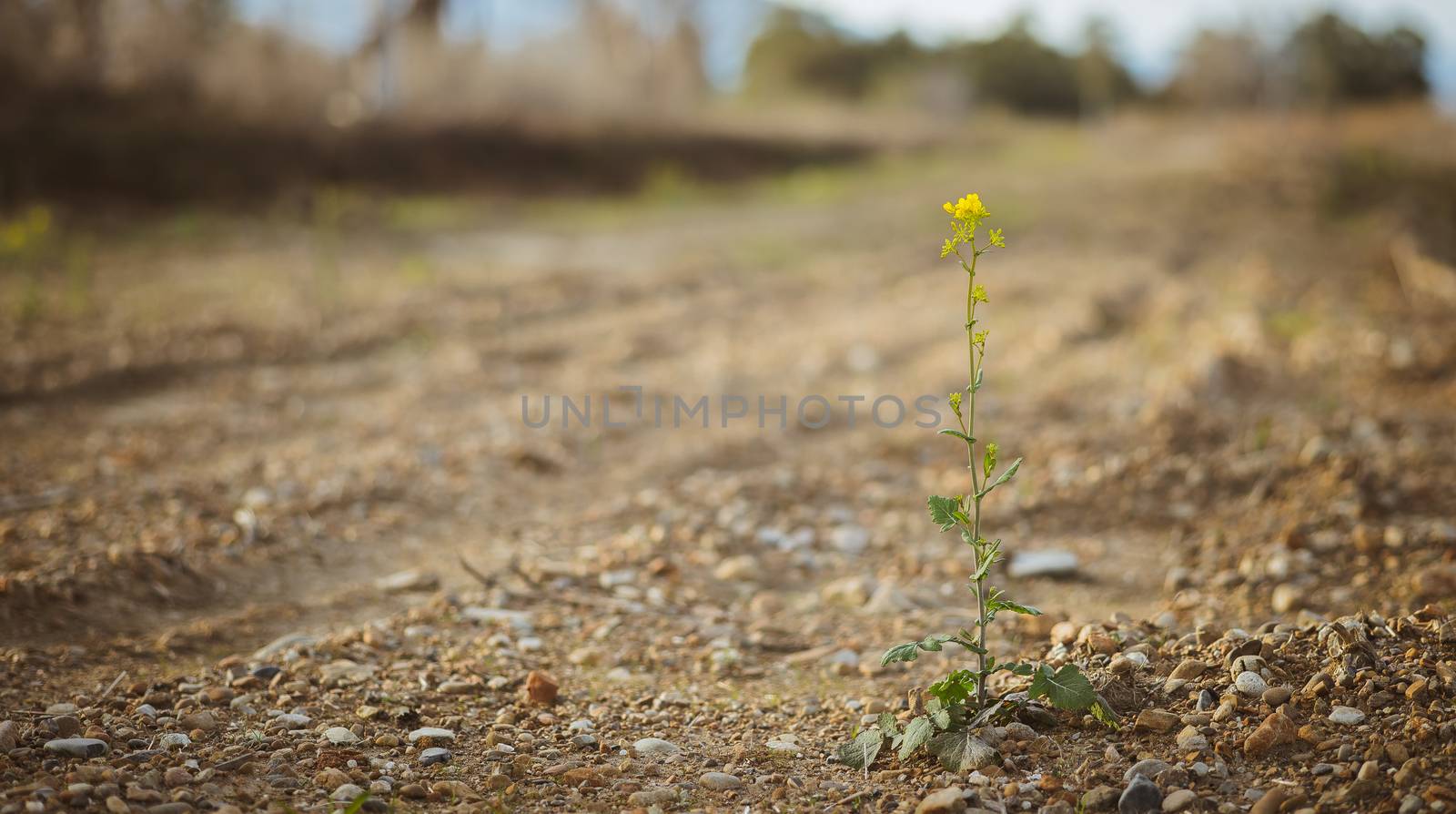 Yellow wildflower isolated in California dry summer scenery, resilience concept