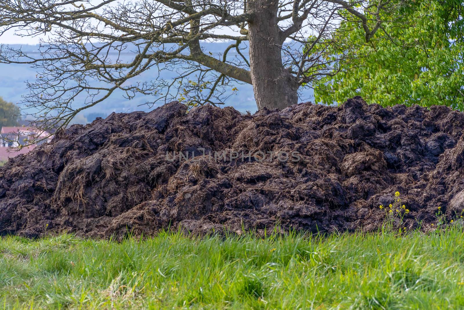 Large mound of cow manure in a field