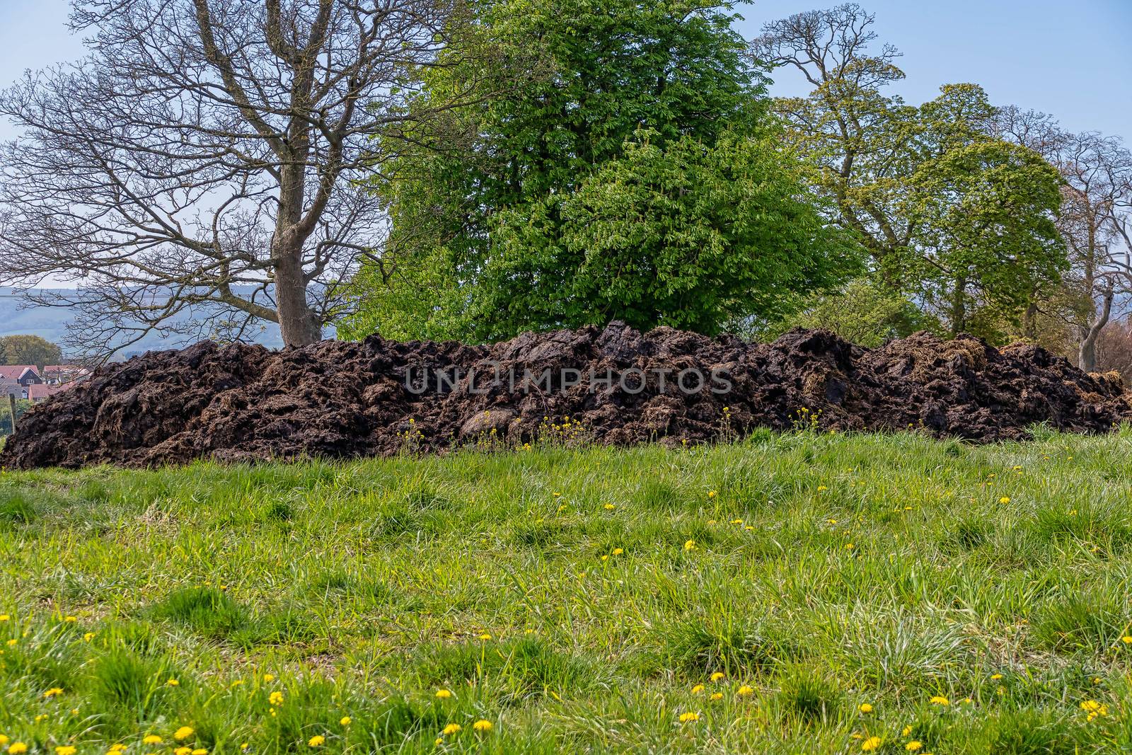 Large mound of cow manure in a field