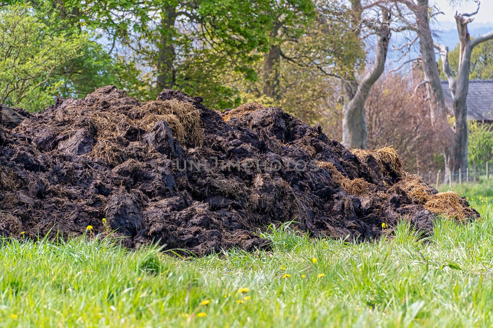 Large mound of cow manure in a field