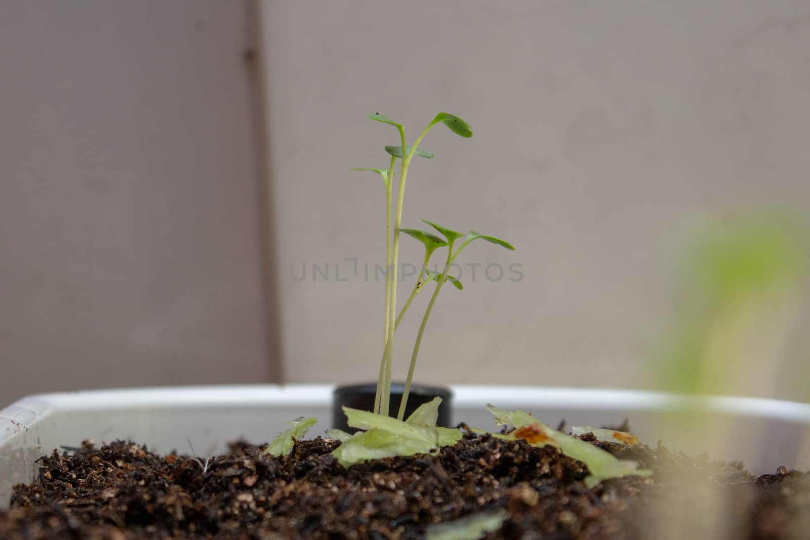 Lettuce sprouts on a plastic white pot a feel days after germination by etcho