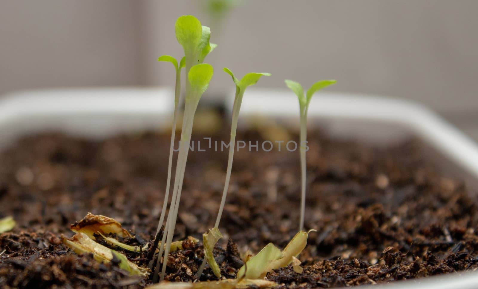 Lettuce sprouts on a plastic white pot a feel days after germination