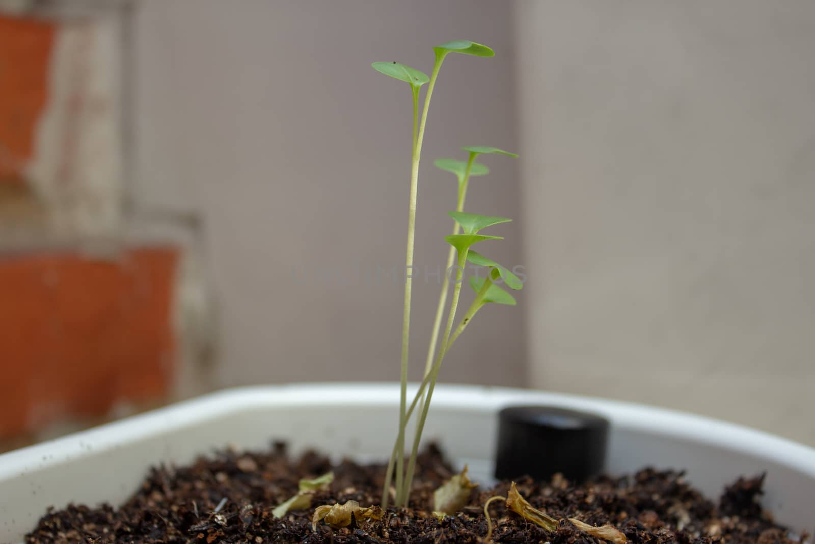 Lettuce sprouts on a plastic white pot a feel days after germination