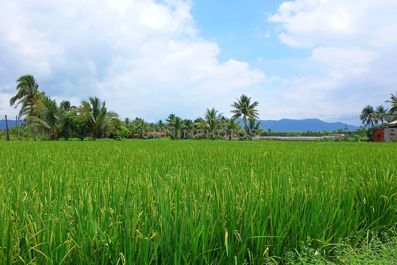 Beautiful scenery in southern Taiwan with lush rice fields, palm trees and mountains in the distance
