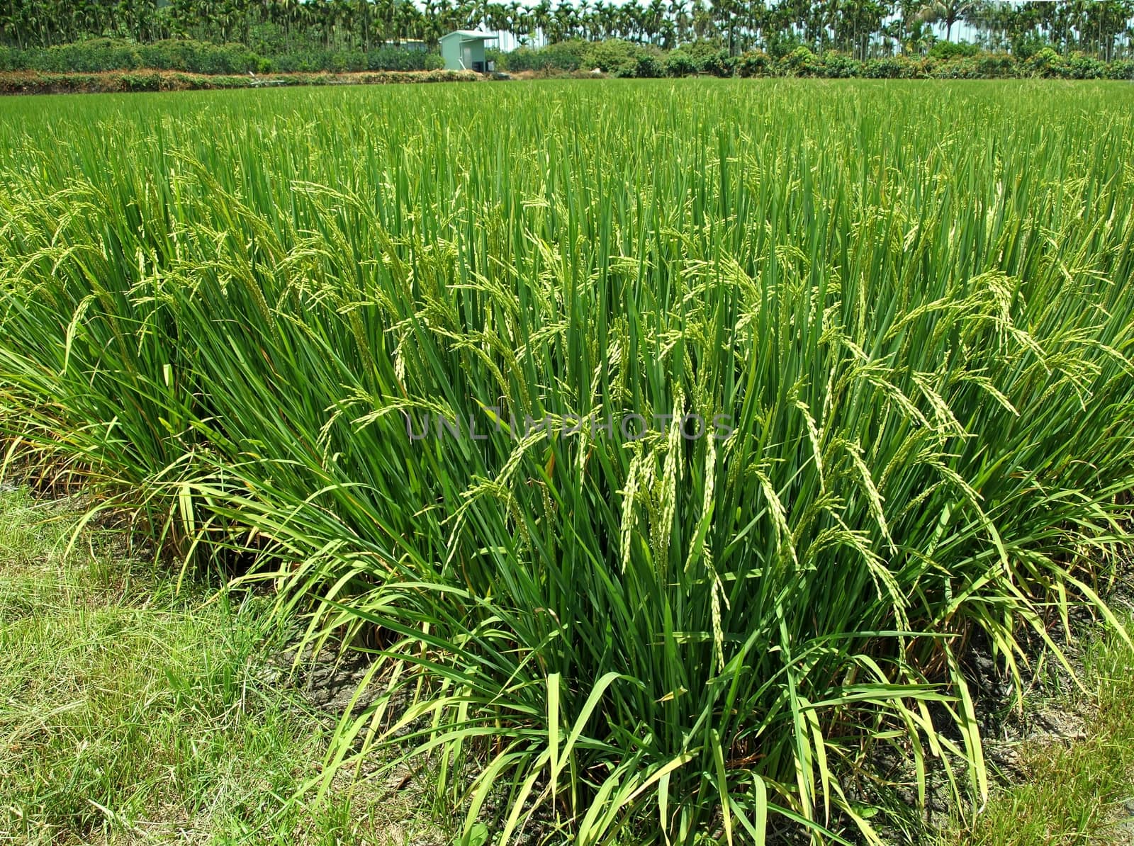 A lush green rice field that is getting close to harvest
