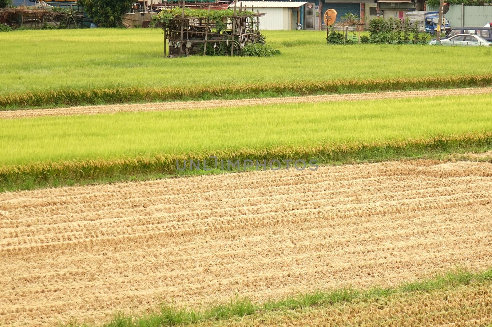 Rice fields before and after harvest