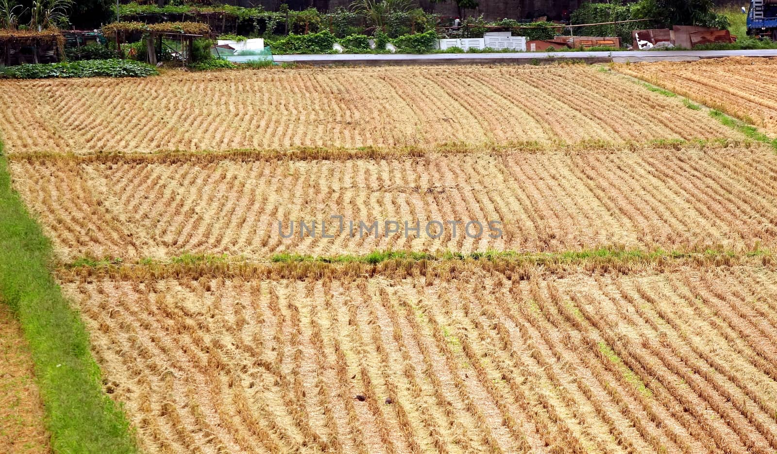 View of a rice field after harvest with stubbles