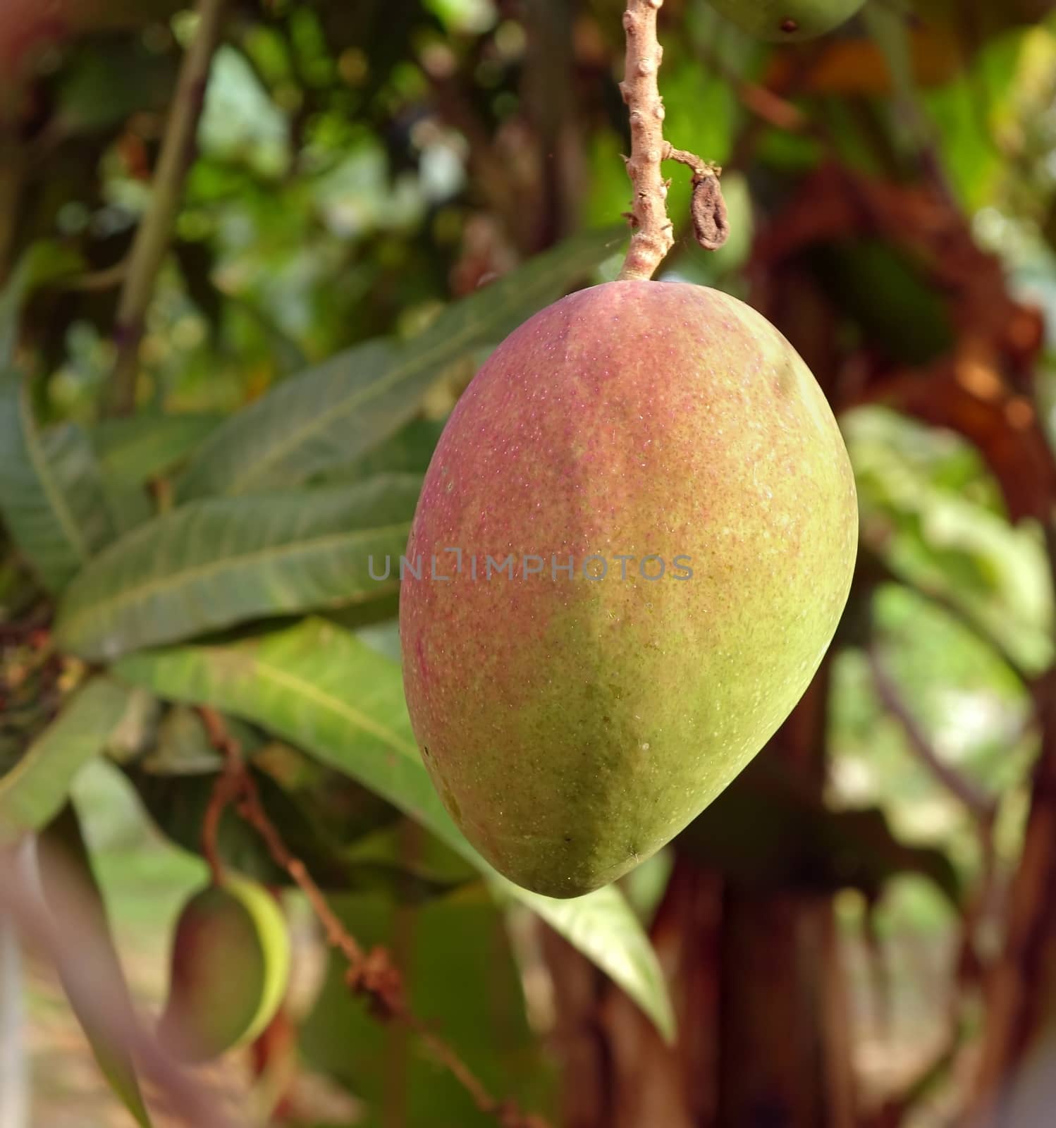 Large Mango Fruit on Tree by shiyali