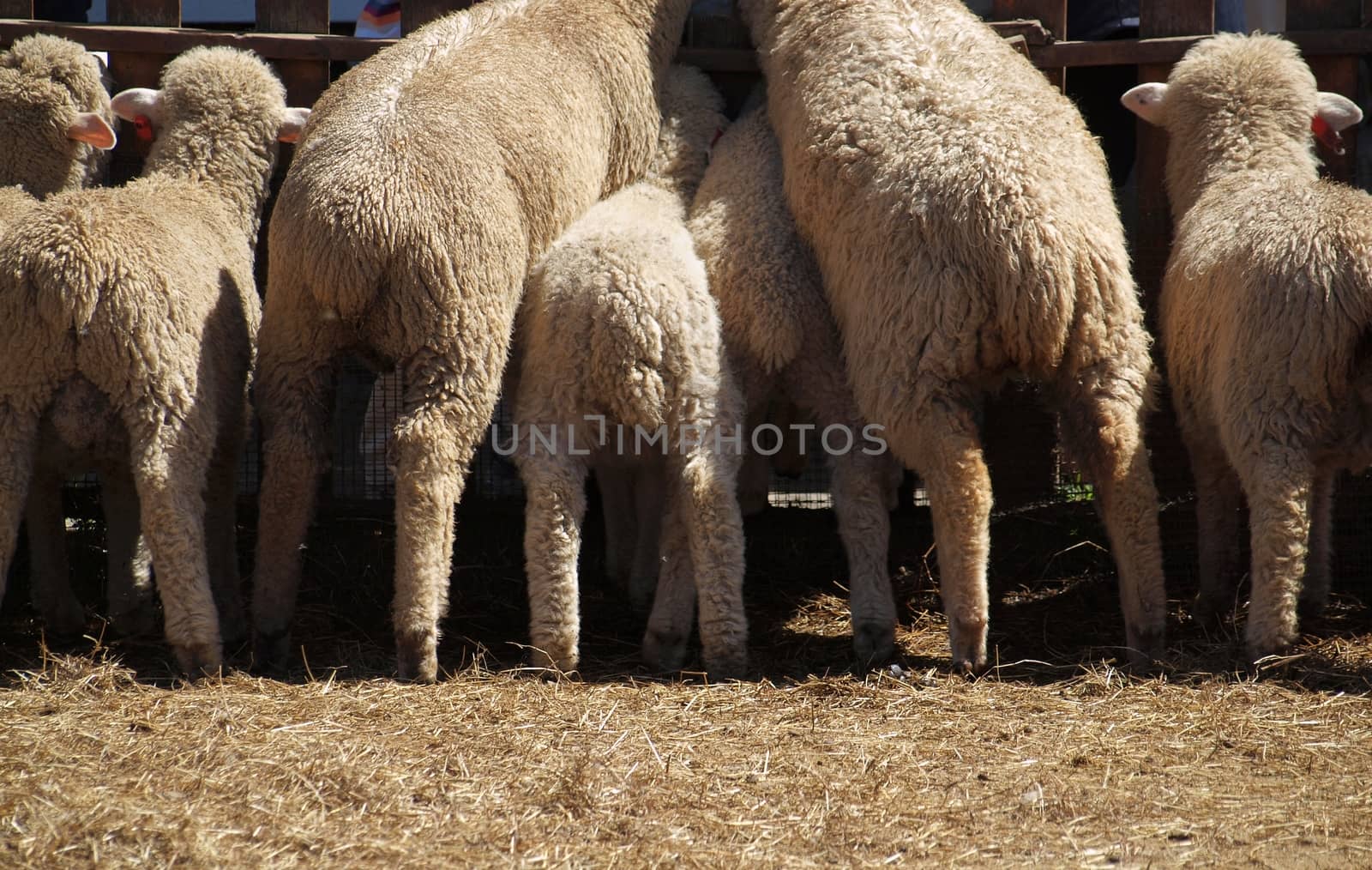 A bunch of lambs and young sheep push to get to the food
