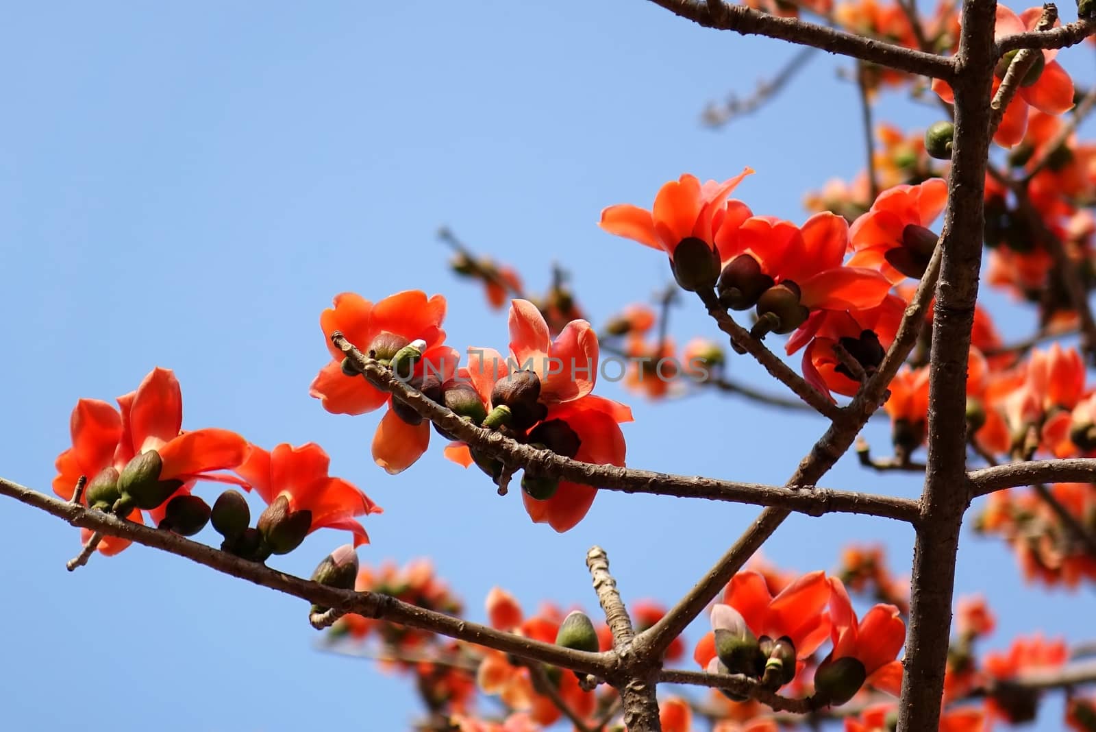 This tropical tree with the Latin name Bombax Ceiba is the flower of the city of Kaohsiung, Taiwan