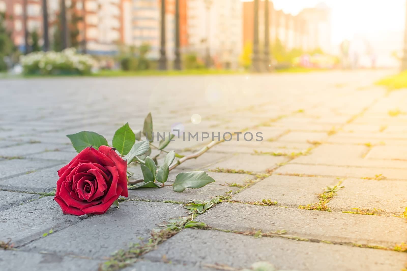 discarded red rose flower lies on the sidewalk by jk3030