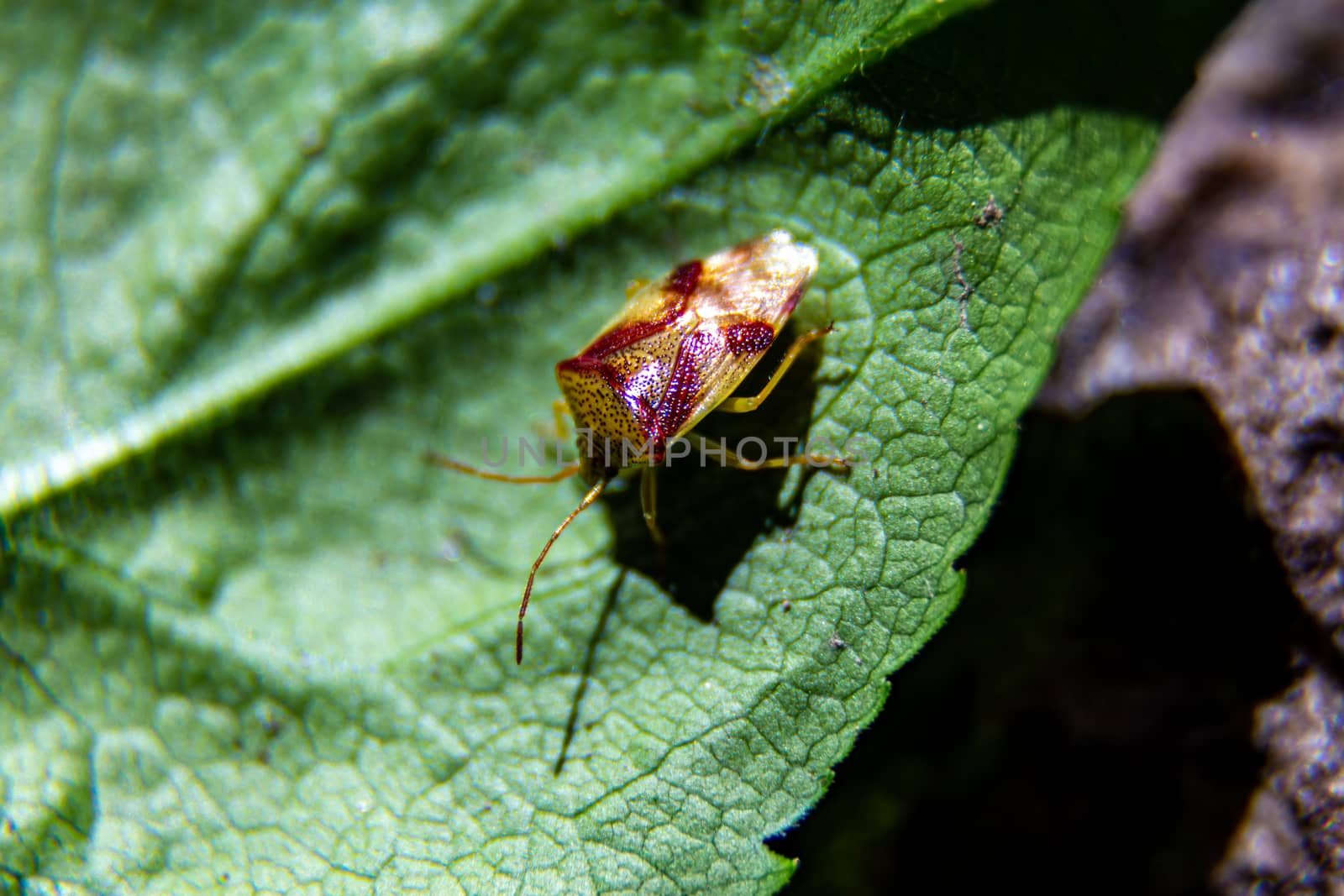 A close-up of a red cross shield bug on a green leaf.