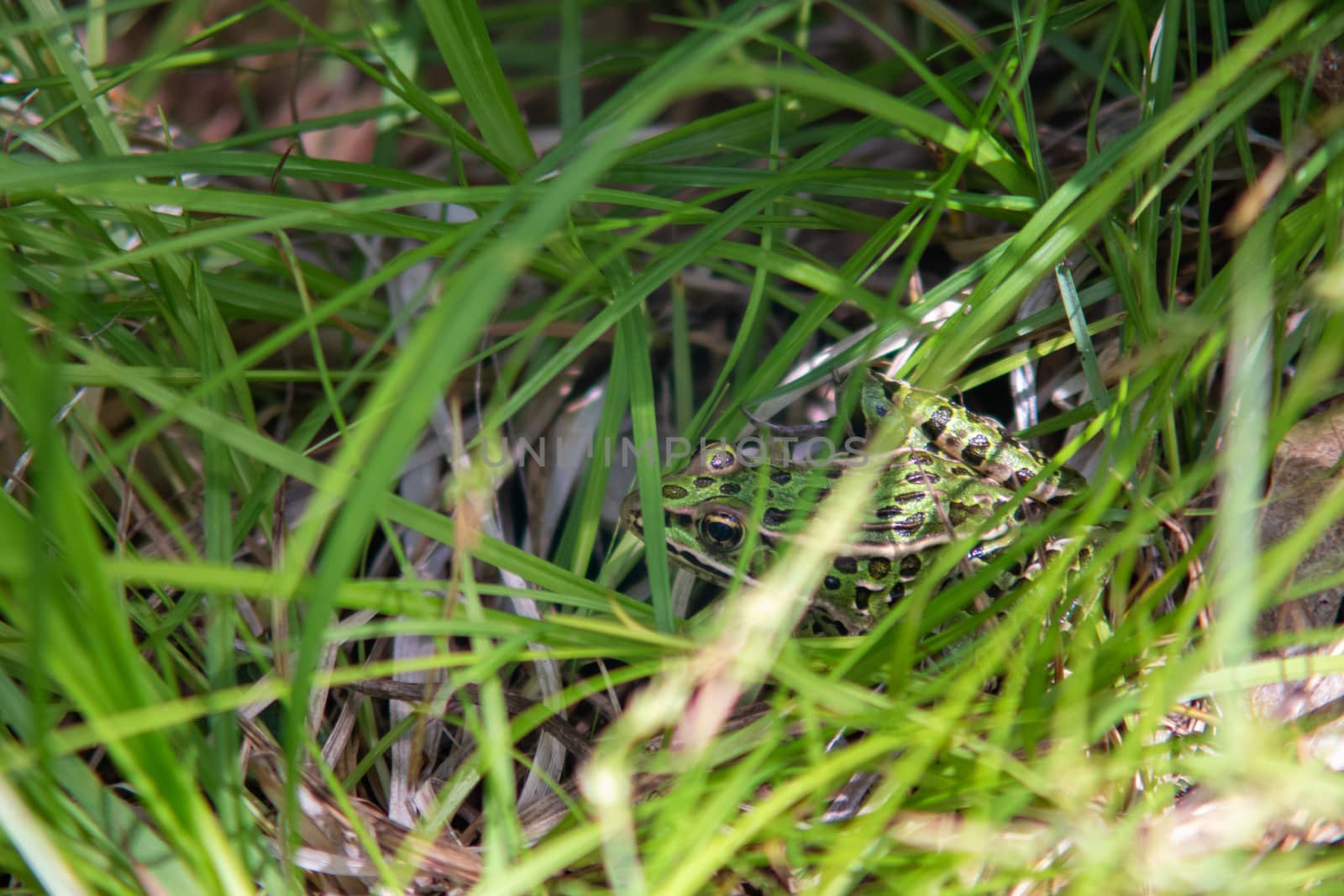 A northern leopard frog hides in green grass, camouflaged by the cover.