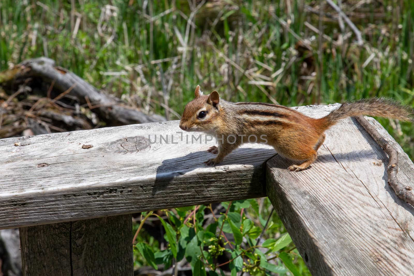 A Chipmunk in the Sun by colintemple