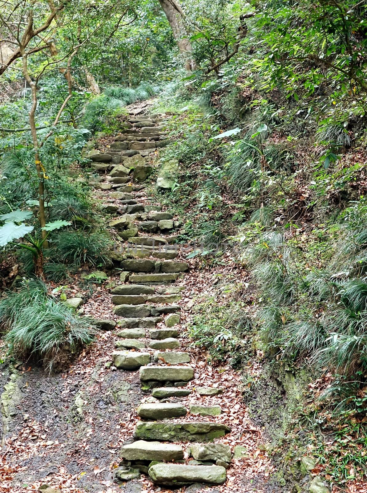 Old stone steps leading uphill in a lush green forest
