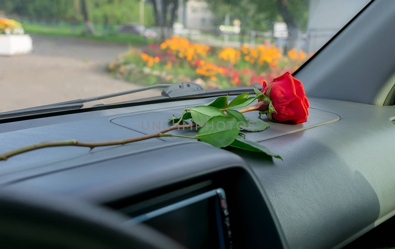 a red rose flower lies on the dashboard inside the car against the background of a city street and flower beds in the Park