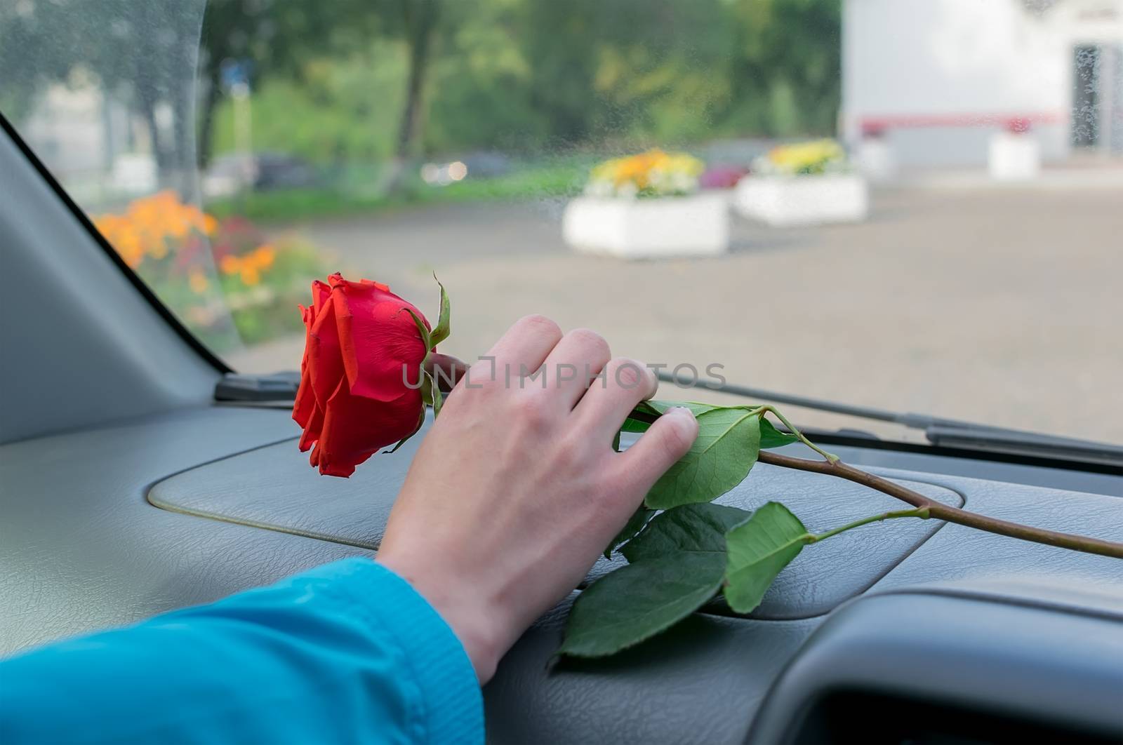 a woman hand takes a red rose flower that lies on the dashboard inside the car