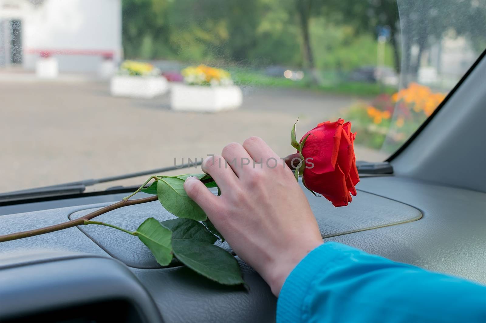 a woman hand takes a red rose flower that lies on the dashboard inside the car against the background of a city street and flower beds in the Park